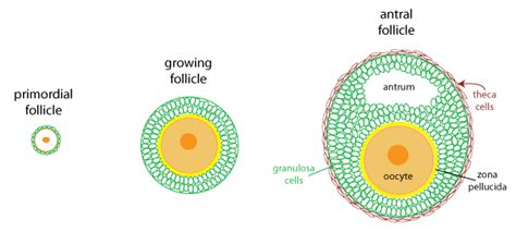 female cycle