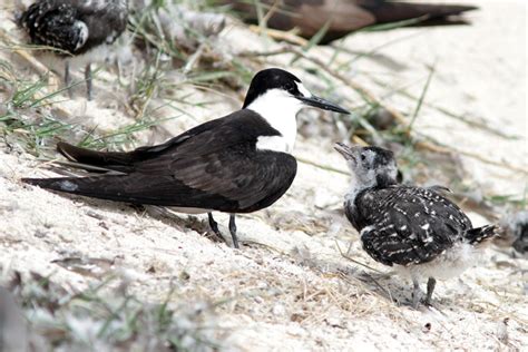 Sooty Tern | Audubon Field Guide