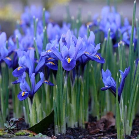 Dark Blue Specie Iris | American Meadows