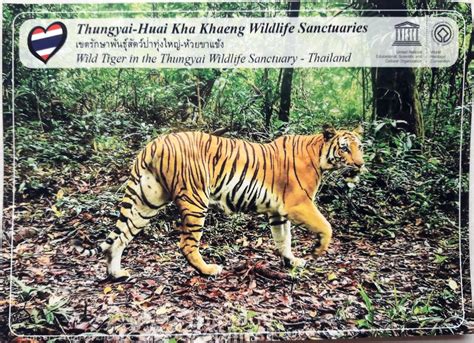 Namaste Heritage Postcards: Thailand: Thungyai-Huai Kha Khaeng Wildlife Sanctuaries