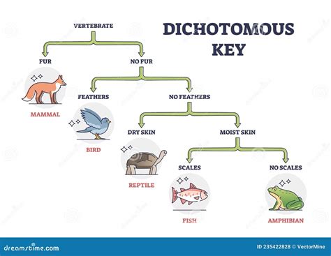 Dichotomous Clipart And Illustrations