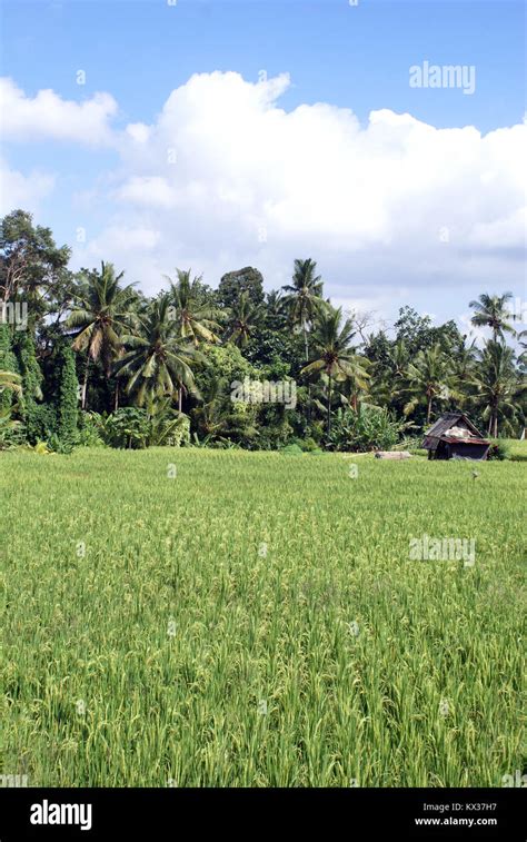 Green rice field in Bali, indonesia Stock Photo - Alamy