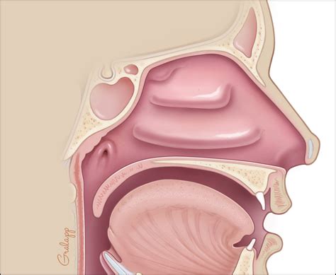 Eustachian Tube – Oto Surgery Atlas