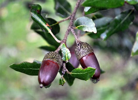 Quercus ilex - Trees and Shrubs Online