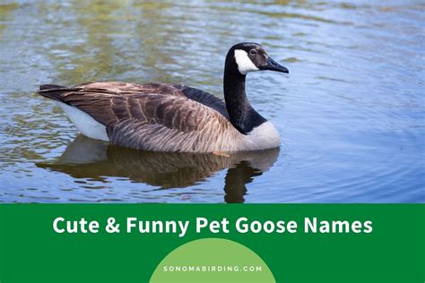 300+ Adorable Names For Your Pet Goose - Sonoma Birding