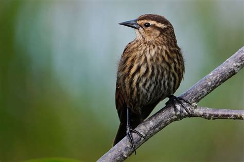 Red-winged blackbird female | BirdForum