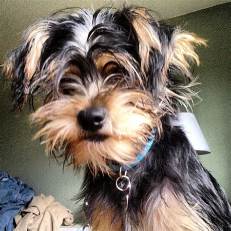 Does Charlie need a haircut? #chorkie #nofilter | Flickr - Photo Sharing!