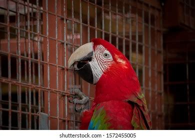 Captive Scarlet Macaw Cage Undisclosed Zoo Stock Photo 1572455005 ...