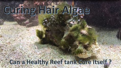 Typical Control Of Hair Algae In The Reef Aquarium | My XXX Hot Girl