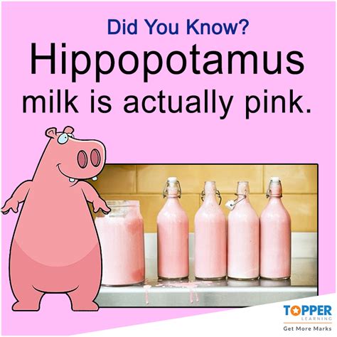 #DidYouKnow Hippopotamus' milk is actually pink. #Fact | Did you know ...