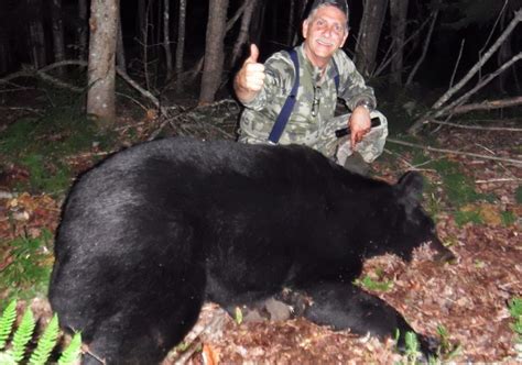 Black Bear Hunting in Maine - Northern Pride Lodge