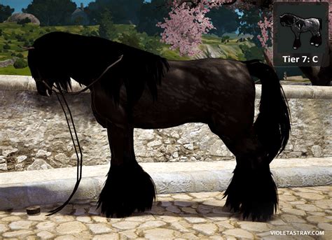 BDO Horse Catalog - See What Horses Really Look Like! – Violet Astray