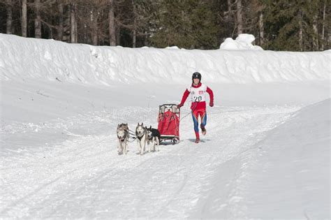 Musher and Team of Sled Dog Editorial Stock Image - Image of alaskan ...