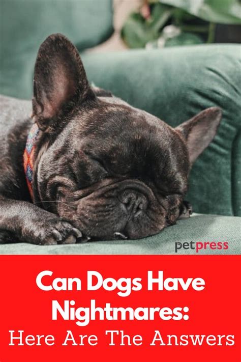 Can Dogs Have Nightmares: Here Are The Answers