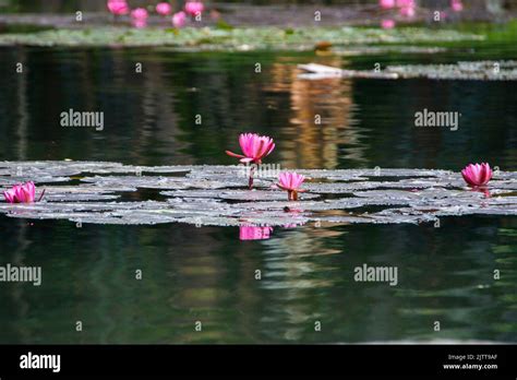 Victoria regia lily hi-res stock photography and images - Alamy