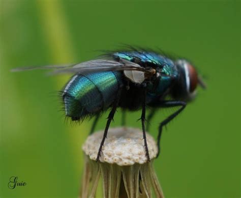 Blue bottle fly on EarthSky | Today's Image | EarthSky