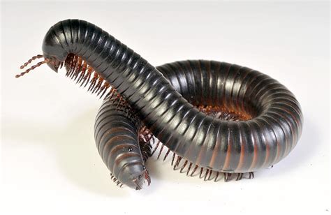 Giant African Millipede Photograph by Francesco Tomasinelli