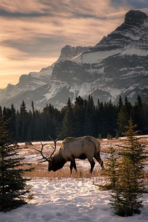 G R I T & G A S O L I N E | Elk pictures, Wildlife photography, Cool landscapes