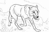 Realistic wolf coloring Pages Hard  BestAppsForKidscom sketch template
