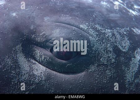 Sperm Whale Eye, Physeter macrocephalus, Caribbean Sea, Dominica Stock ...