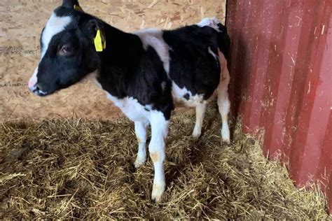 1 Holstein Calf | SellMyLivestock - The Online Livestock Marketplace