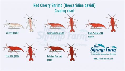 Cherry Shrimp Grading Chart : r/shrimptank