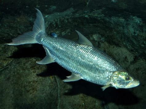 Goliath Tigerfish: Habitat, Care, Aquarium Maintenance