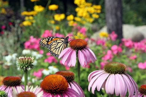 Low Maintenance Landscaping: Butterfly Garden - Sponzilli Landscape Group