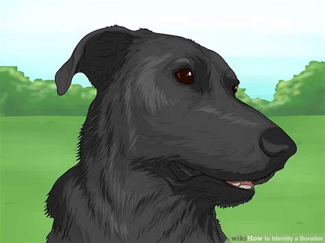 3 Ways to Identify a Borador - wikiHow Pet