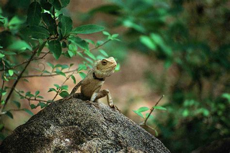 Yellow lizard with Crest | A lizard with a little crest...Ha… | Flickr