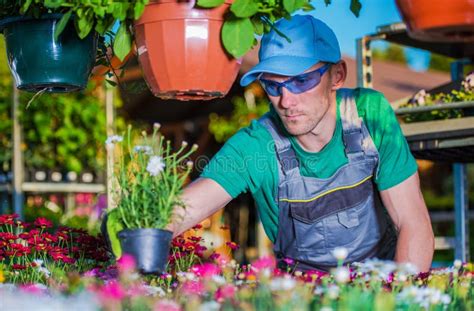 Gardener Picking Flowers stock image. Image of care, flower - 92647951