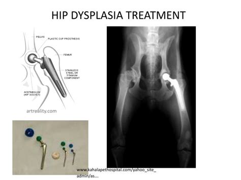 PPT - POOR CONFORMATION: HIP DYSPLASIA PowerPoint Presentation - ID:2170404