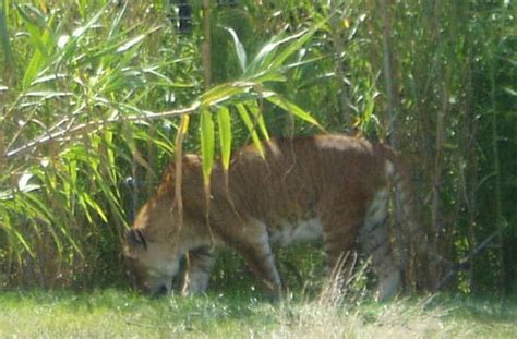 10 Interesting Facts About Ligers (...and Yes, They're Real) - Toptenz.net