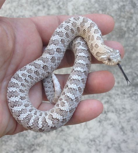 Axanthic - Hognose Snake Traits - Morphpedia