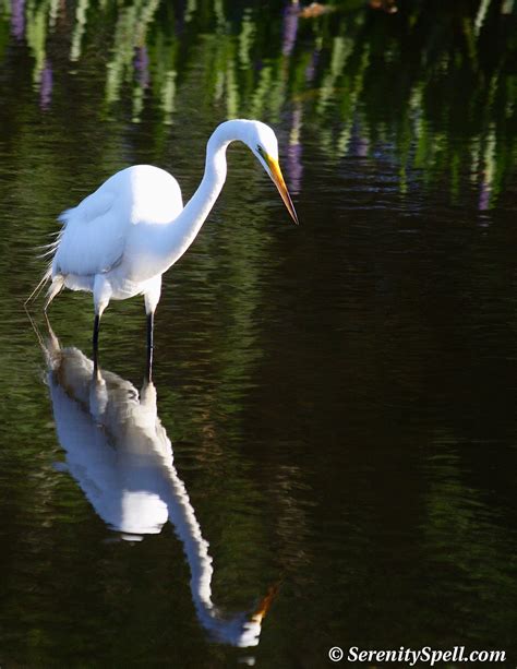 Great Egret Stalks Its Meal in the Florida Wetlands | Beautiful birds, Sea birds, Birds flying