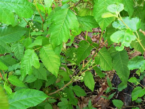 Free picture: up-close, poison, ivy, flowers, toxicodendron, radicans