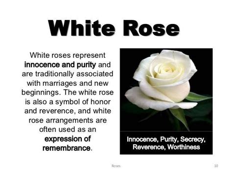 Pin by Sadie on A Discovery of Witches | Rose meaning, White rose flower, Flower meanings