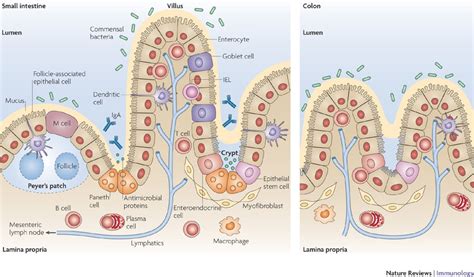 Healing Your Gut - The Histamine Friendly Kitchen