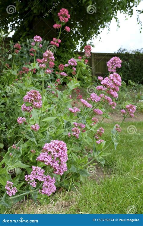 Valerian plant growing stock photo. Image of british - 153769674