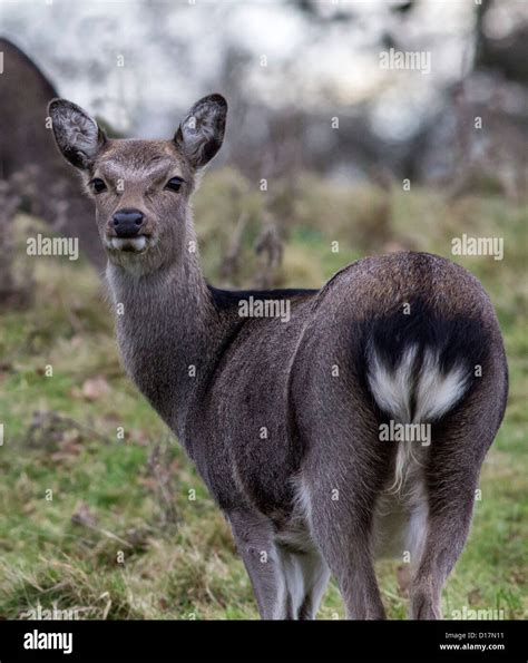 Sika deer and uk hi-res stock photography and images - Alamy