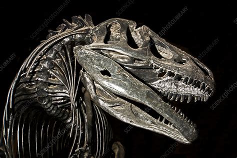 Allosaurus fragilis - Stock Image - C044/7959 - Science Photo Library