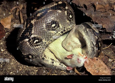 Indian or Burmese Python Snake, Python molurus, South East Asia Stock Photo: 157408345 - Alamy