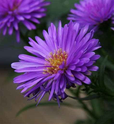 Flower Homes: Asters Flowers