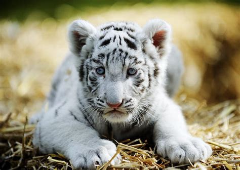 White Tiger Cubs Wallpapers Images Photos Pictures Backgrounds