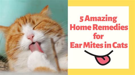 5 Amazing Home Remedies for Ear Mites in Cats - YouTube