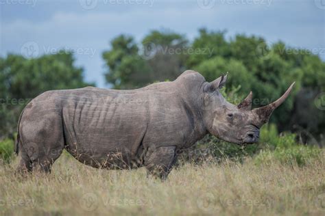 RHINO SIDE VIEW 845232 Stock Photo at Vecteezy