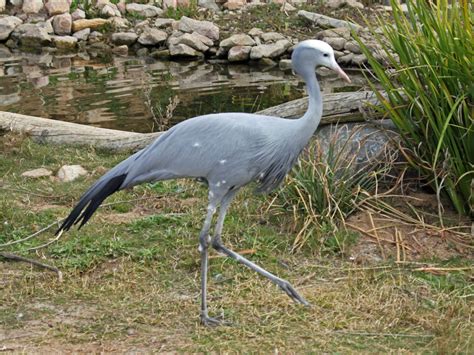 Birds of The World: Cranes (Gruidae)