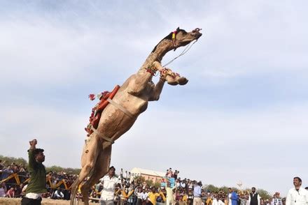 2,000 Camel festival Stock Pictures, Editorial Images and Stock Photos ...