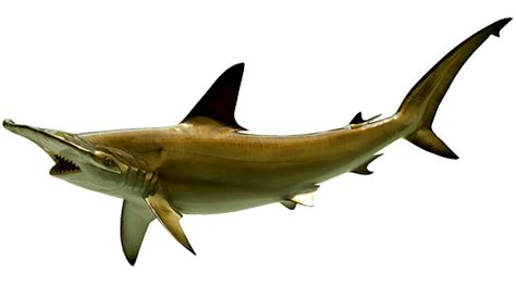 Hammerhead Shark - BigWater Adventures