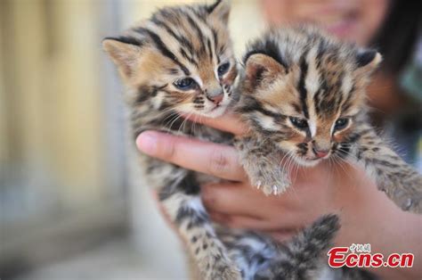 Cute leopard cat cubs at Yunnan Safari Park(1/7)